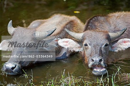 Wasserbüffel suhlen in flachen Pool in der Nähe von Kota Kinabalu, Sabah, Borneo