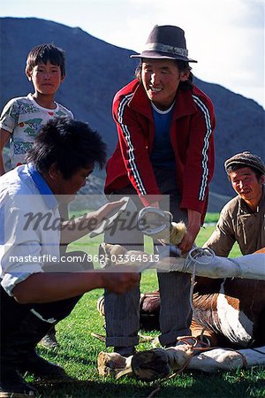 Mongolia,Khovd (also spelt Hovd) aimag (region),shoeing a pony Mongolian style.