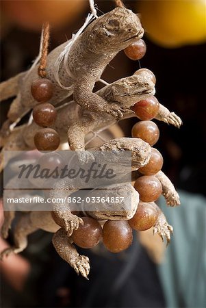 Morocco,Marrakech,Marche des Epices. Lizards on sale in the Spice Market.