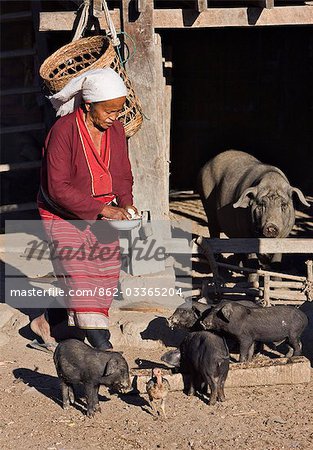 Myanmar. Burma. Wanpauk village. A Palaung woman of the Tibetan-Myanmar group of tribes feeds her pigs at Wanpauk village.