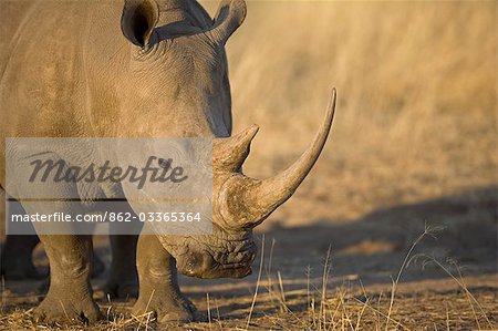 Damaraland, Namibia. Das Breitmaulnashorn oder Square-Lippen Rhinoceros (Ceratotherium Simum) ist einer der wenigen verbleibenden Megafauna Arten.