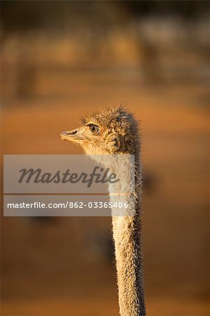 Namibie, région de Erongo, Omaruru. Tête et des épaules de l'autruche (Struthio camelus)