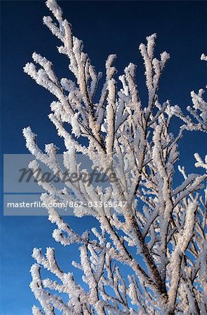 Sunrise over frozen birch forest in the Arctic Circle,Northern Norway