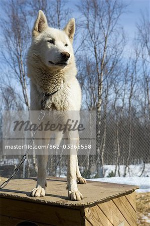 Tromso Troms, Norvège. À une gare de triage de Tromso chien, une husky alerte attend son tour sur un attelage de chiens tel qu'il est attentif sur le dessus de sa cage.
