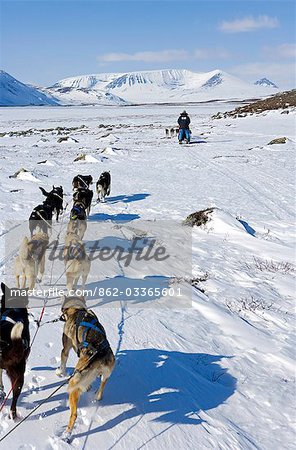 Alpes de Lyngen Troms, Norvège. Voyage dans les montagnes des Alpes de Lyngen par traîneau à chiens guidé par l'Explorateur vétéran par Thore Hansen. .