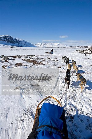 Norway,Troms,Lyngen Alps. Travel over the mountains of the Lyngen Alps via dog sled guided by veteran explorer Per Thore Hansen. .