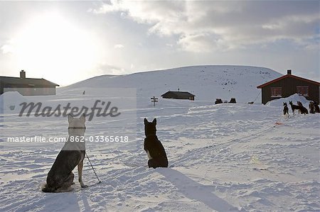 Norway,Tromso,Lyngen Alps.A series of remote mountain huts in the Lyngen Alps provide much needed shelter from the extreme winter cold and a place to rest dog sledding teams for the night.