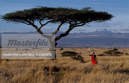 Maasai warrior framed by a flat topped acacia tree and Mt. Kenya (17,050 ft) .