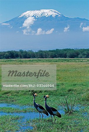 Kenya,Amboseli National Park. A pair of Crowned cranes in the swamp with Mt. Kilimanjaro behind.