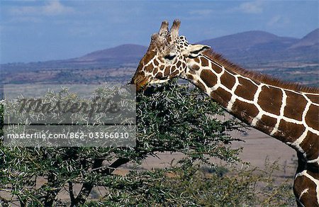 Reticulated giraffe (Giraffa reticulata) feeding on an acacia bush,Lewa Downs.