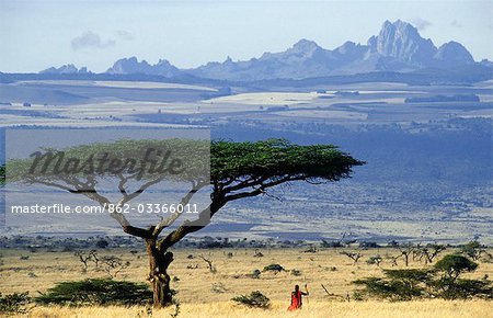 Kenya,Lewa Downs. Laikipiak Maasai moran (warrior) framed by an acacia tortilis tree with Mt. Kenya behind.