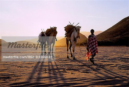 At sunrise,a Samburu warrior leads baggage camels down the Milgis lugga - a wide,sandy seasonal watercourse. Water is never far below the surface of the Milgis and is a lifeline for Samburu pastoralists in this semi-arid region of their district.