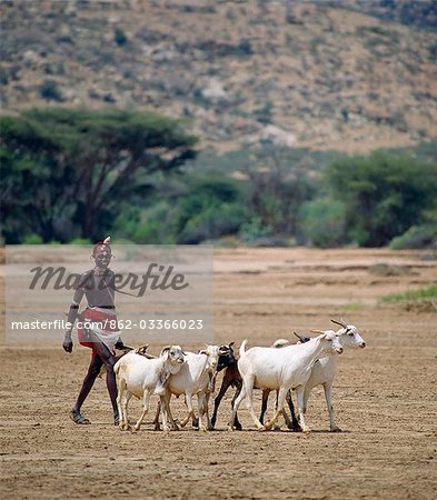 Un guerrier Samburu conduit ses chèvres le long du cours d'eau saisonnier de sable de la Milgis où les trous d'eau creusés par le Samburu durant la saison sèche sont un élément vital pour les éleveurs de cette région semi-aride de leur quartier.