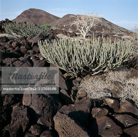 Euphorbia shrubs thrive among a confusion of basalt lava boulders at the southern end of Lake Turkana,near Sirima. Extensive lava fields in this region are an aftermath of Pleistocene volcanic activity and make walking a perfect misery.