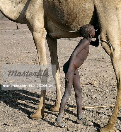 Eine junge Turkana-Herdsboy schleicht sich ein Glas Milch direkt vom Euter eines Kamels. Kamele sind wichtig, um Stockowners in den trockenen Regionen des Turkanaland, denn sie Browser sind und bis zu fünf Mal am Tag gemolken werden können