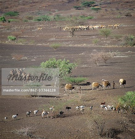 Die nomadische Turkana verschieben ihre Lager Lager häufig auf der Suche nach besseren Weide. Auf dem Höhepunkt der Trockenzeit, wenn die Weiden und Wasser knapp sind, können sie alle drei Tage verschieben.