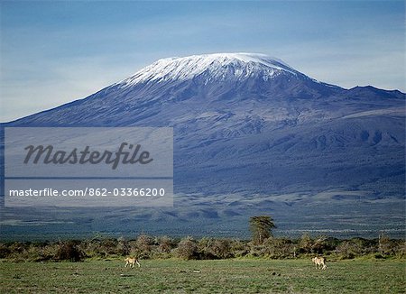 Prowl deux Lions (Panthera leo) sous le mont Kilimandjaro, enneigés culminant de l'Afrique à 19 340 pieds au-dessus du niveau de la mer.