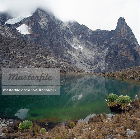 Tarn Hut se trouve à une altitude de 14 800 pieds, près les pics du mont Kenya (17 058 pieds). Les plantes à l'avant-plan sont des séneçons géants ou arbre sénéçons (Senecio johnstonii ssp battiscombei) et visible sur la droite est un lobelia (Lobelia telekii). Les deux sont des espèces de plantes affichant le gigantisme afro-montagnard qui fleurissent plus de 10 000 pieds.