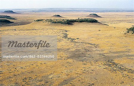 Une photographie aérienne de gnous durant leur migration dans le Masai Mara. Maximum de 1,5 millions de gnous se joindre à la migration du Serengeti en Tanzanie, à la Mara et retour chaque année.