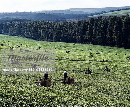 Tea pickers on a large estate near Kericho,the centre of Kenya's most important export crop. Many of the estates adjoin the Mau Forest,an important watershed for Lake Victoria.