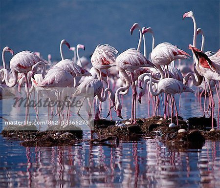 Greater flamingos (Phoenicopterus ruber) stand watch over their eggs and chicks at Lake Bogoria. Only on very rare occasions do the birds breed on this warm,alkaline lake.