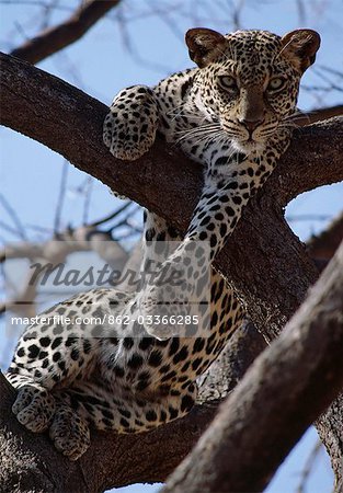 Un Leopard repose confortablement dans un arbre d'acacia morts.