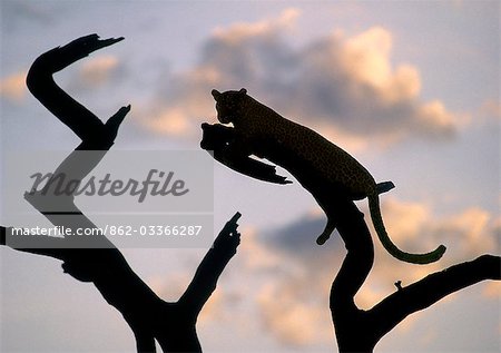 A leopard rests on the branch of a dead tree at sunset.