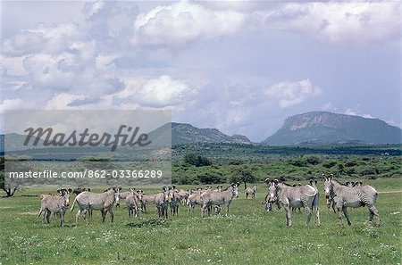 Grevys Zebra (Equus grevyi) is the largest wild equid,with massive head and big,rounded saucer-shaped ears. It has a stripe pattern unlike any other zebra. Its range is restricted to Northern Kenya and the Somali arid zone of Ethiopia.