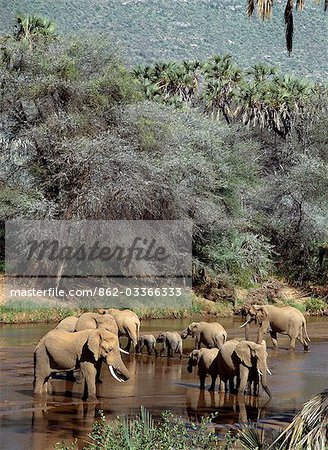 Éléphants d'abreuvement dans la rivière de Nyiru Uaso.