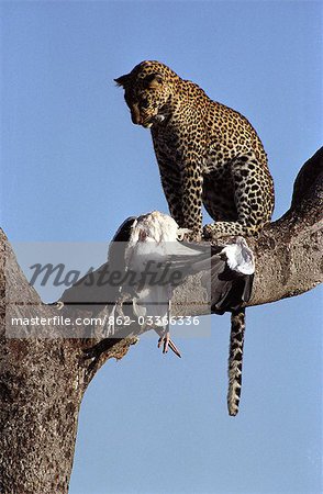 Leopard (Panthera Pardus) mit Marabus (Leptoptilos Crumeniferus)