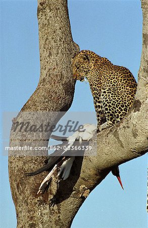 Kenya, Masai Mara. Léopard (Panthera pardus) avec marabout Stork (Leptoptilos crumeniferus)