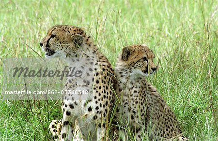 Kenya, Masai Mara. Cheetah et Cub (Acinonyx jubatus)