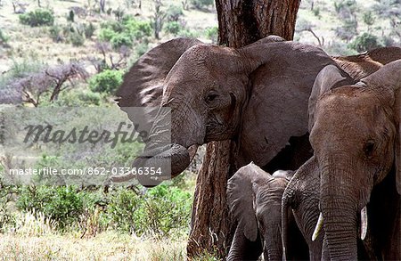 Éléphant (Loxodonta africana)