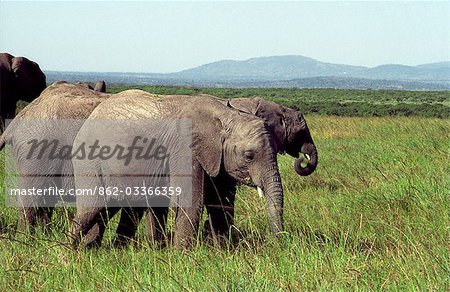 Éléphants (Loxodonta africana)