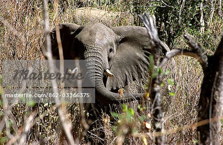 Éléphant (Loxodonta africana) nord du Kenya