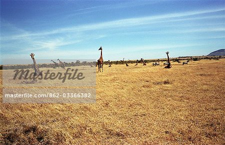 Groupe girafe (Giraffa camelopardalis) Groupe girafe (Giraffa camelopardalis)