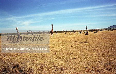 Giraffe (Giraffa camelopardalis) group