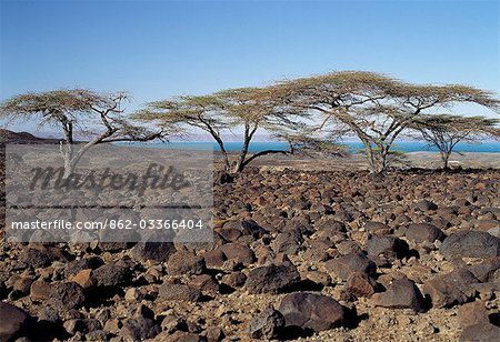 Lava boulders cover vast tracts of infertile land on the eastern side of Lake Turkana. Often referred to as the Jade Sea due to its distinctive colour,Lake Turkana is a true desert lake,receiving 95% of its inflow from the Omo River,which rises in the highlands of Ethiopia.