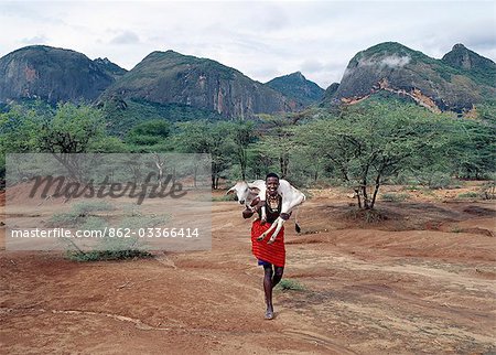 Un guerrier Samburu porte Accueil un petit veau de manyatta de sa famille (homestead) situé dans les contreforts des monts Ndoto robuste. Les Samburu du Kenya du Nord sont une communauté pastorale semi-nomadique associée à leurs cousins plus célèbres, la maa parlant des Maasai.