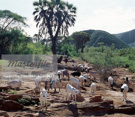 A Samburu boy herds his family's goats in the semi-arid terrain of northern Samburuland,a region characterised by grand vistas,poor soil and an unreliable rainfall. The palms are doum palms (Hyphaene compressa),which grow widely in Kenya.