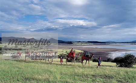 Hommes Maasai conduisent une caravane de chamelle chargée de matériel pour un « camp de mouche » (un petit camp temporaire) à proximité du lac Magadi au beau soleil après-midi tardif.
