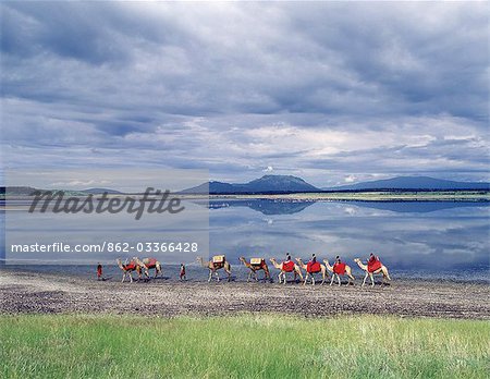 In the early morning,Maasai men lead a camel caravan laden with equipment for a 'fly camp' (a small temporary camp) along the shores of Lake Magadi.