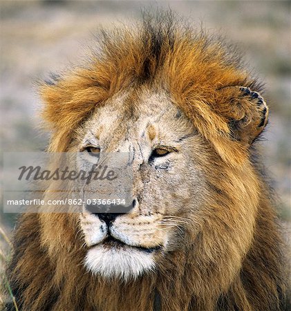 Un lion mâle fin.Les lions mâles adultes pèsent jusqu'à 500 lb. Elles commencent à croître manes à l'âge de dix-huit mois, qui ne se développeront pas entièrement jusqu'à l'âge de cinq ou six ans. Un lion mâle fin.Les lions mâles adultes pèsent jusqu'à 500 lb. Elles commencent à croître manes à l'âge de dix-huit mois, qui ne se développeront pas entièrement jusqu'à l'âge de cinq ou six ans.
