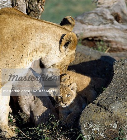 Une lionne et ses oursons. Pour les premiers six à huit semaines de leur vie, cub sera caché dans un fourré ou éperon rocheux lorsque leur mère chasse. Quand elle revient, elle attirera les sortir de la clandestinité avec un doux et rauque ' eoaw-pouah ».