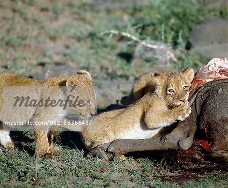 Tuer les lionceaux sur un buffle.Oursons naissent aveugles et ouvriront les yeux après deux semaines. Ils commencent à manger de la viande à six semaines.