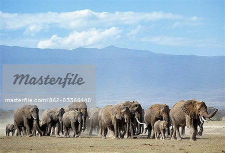 Un troupeau d'éléphants se déplace à travers les plaines de Amboseli.Les éléphants sont grégaires, vivant en groupes familiaux consistant en des vaches et de leur progéniture. Ils sont dirigés par une femme, connue comme une femme chef de famille. Parfois, les groupes familles se sont retrouvés pour former de grands troupeaux.