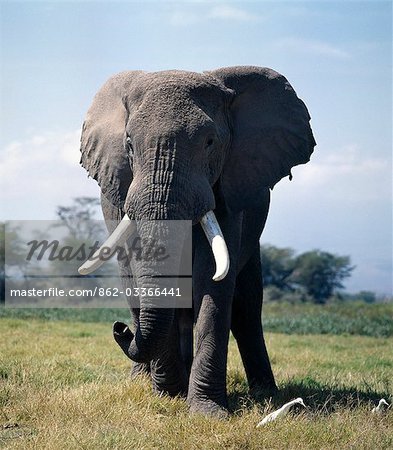 Un éléphant mâle se nourrit dans le marais de Amboseli. Garzettes voit souvent près des éléphants, nourrissent les insectes qu'ils gênent.Éléphants consomment environ 5 % de leur poids corporel (c'est à dire jusqu'à 300 kg) dans les vingt-quatre heures.