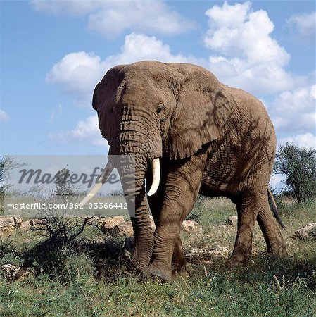 Un éléphant mâle dans la réserve nationale de Samburu. Les éléphants sont la couleur du sol où ils vivent en prenant des bains de poussière régulièrement pour garder loin mouches et autres insectes piqueurs. Un éléphant mâle dans la réserve nationale de Samburu. Les éléphants sont la couleur du sol où ils vivent en prenant des bains de poussière régulièrement pour garder loin mouches et autres insectes piqueurs.