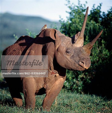 Un rhinocéros noir dans le saillant du Parc National Aberdare. Sa couleur de peau est le résultat des boue-Bauges qu'il fréquente dans la terre rouge vif de la région.Piquebœuf à bec rouge (Buphagus erythorhynchus) ou « bird tick » est perché sur le dos de l'animal. Comme son nom l'indique, il se nourrit sur les tiques et les mouches hématophages tout en gardant les plaies sur l'animal hôte ouverte.