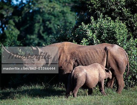 Un rhinocéros noir et le veau dans le saillant du Parc National Aberdare. Leur couleur de peau est le résultat des boue-Bauges qu'ils fréquentent dans la terre rouge vif de la région.Progéniture de Rhino téter pour jusqu'à un an et seulement commence à prendre l'eau après 4 à 5 mois.